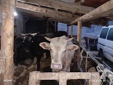 купить рыбку петушок: Продаю | Бык (самец), Тёлка | На откорм, На забой, Для разведения | Осеменитель, Не стельные, Привязанные — 4