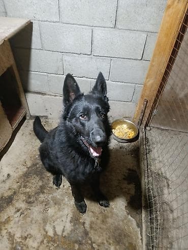 бойцовский питбуль: Немецкая овчарка, 2 года, Самец — 6