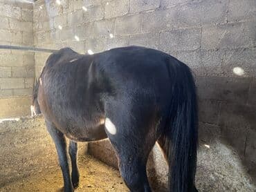 мейн кун бишкек питомник lyubushka купить котенка цена: Продаю | Кобыла (самка) | Для разведения — 8