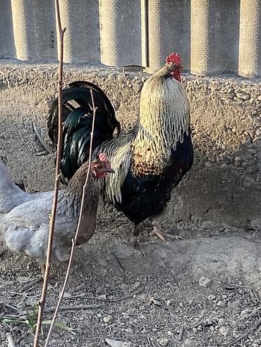 животний: Продаю | Петух | Для разведения — 3