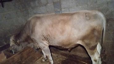 луговое быки: Продаю | Бык (самец) | На откорм | Привязанные — 4