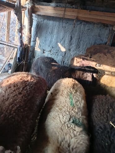 сколько стоит порода собаки доберман: Продаю | Овца (самка), Баран (самец) | Полукровка, Эдильбаевская | На забой | Осеменитель, Матка — 13