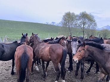 конь рабочий: Продаю | Кобыла (самка), Конь (самец), Жеребец | Полукровка | Для разведения — 4