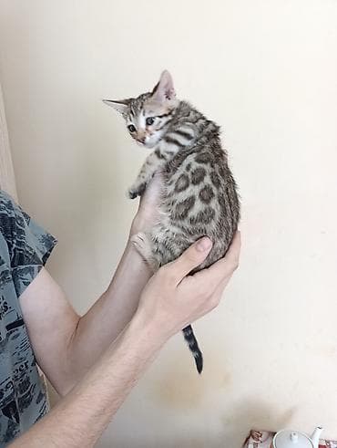 Бенгальская, 1 месяц, Мальчик, Приучена к лотку — 5
