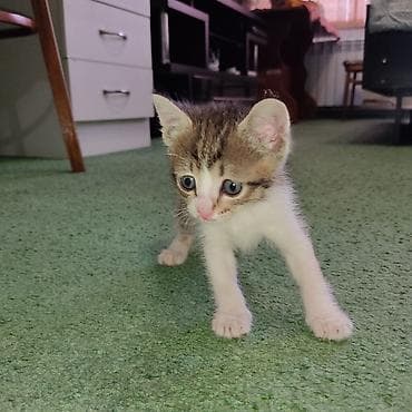 Животные: 1 месяц, Мальчик, Приучена к лотку — 4