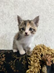 Грызуны: 1 месяц, Девочка, Приучена к лотку — 2