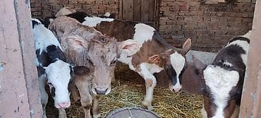 сколько стоят попугаи волнистые: Продаю | Музоо, торпок | На откорм | Искусственник — 4