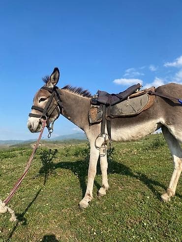 жылкы жаныбар: Осёл рабочий, серо-бурой масти, с темной «полосой» вдоль хребта и — 4