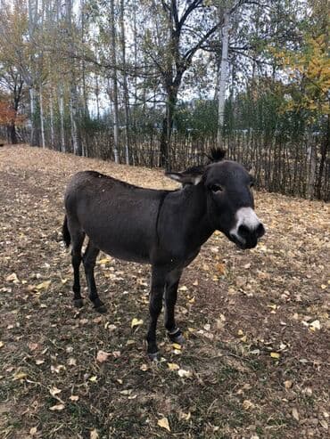 хомяк домашний купить: Осёл (домашний) - Окрас: тёмно-серый с белой мордой и светлой полосой — 1