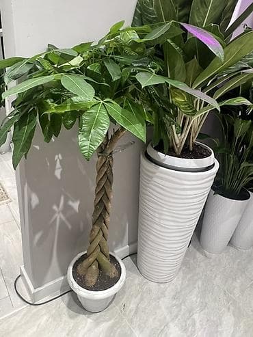 Папоротниктер: Комнатные крупномеры в кашпо Пересажен в горшках 1) Пахира lalafo.kg да — 1 Папоротниктер: Комнатные крупномеры в кашпо Пересажен в горшках 1) Пахира — 1