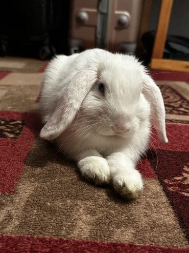 кролик цена: Срочно продам кролика породы баран(вислоушка) Самец 3,4месяца Отдам — 1