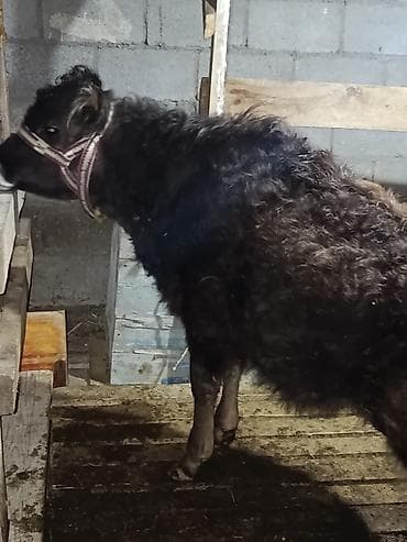 аквариум корпус: Продаю | Музоо, торпок | Алатауская | На забой, Для разведения, На откорм — 2