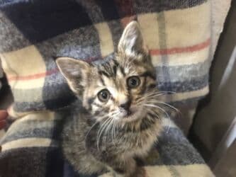 наполнитель для кошек: Кошка даром: Беспородная, 2 месяца, Девочка — 9