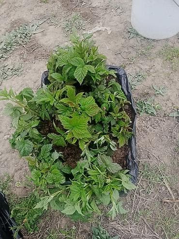 продам яблоко: Саженцы ягодных кустарников (малина/ежевика) - Молодые делёнки с — 1