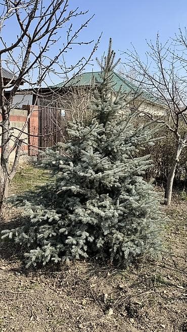 Голубая ель (вероятно Picea pungens ‘Glauca’) - Пышная, симметричная