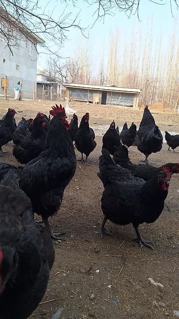 кой сатылат кара балта: Сатам | Тооктор | Көбөйтүү үчүн — 3