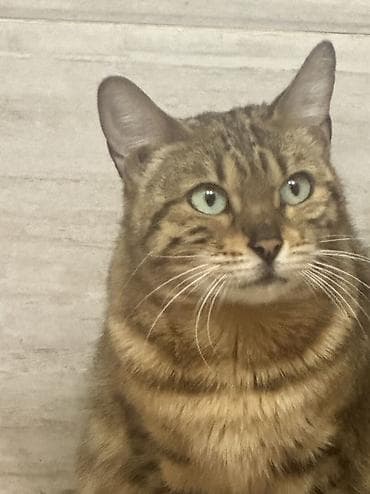 бенгальская кошка домашняя: Бенгальская, 2 года, Девочка, Кастрирована, Приучена к лотку, Проглистована — 2