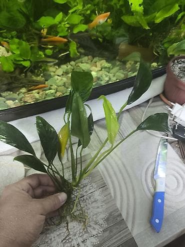рыбки аквариум: Продаю Аквариумное растение Анубиас (вероятно Anubias barteri/Anubias — 4