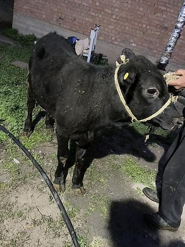 корм для домашних животных: Продаю | Бык (самец) | Ангус | На откорм, Для разведения — 6