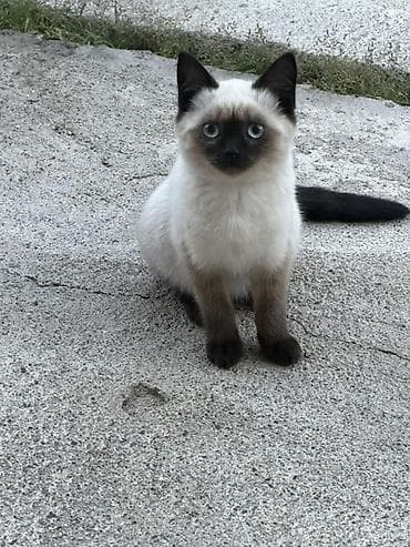 Отдам котят в добрые и ответственные руки! 🐱 Ищу любящих хозяев для — 1
