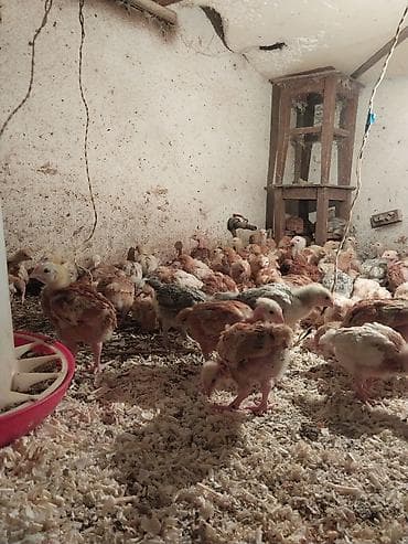 джерсийский гигант петух: Продаю | Цыплята | Для разведения, Несушки — 2