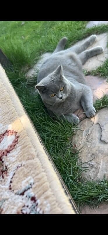 сколько стоит американская короткошёрстная кошка: Американская короткошёрстная, 1 год, Девочка, Голубой, С документами, Кастрирована, Приучена к лотку — 3