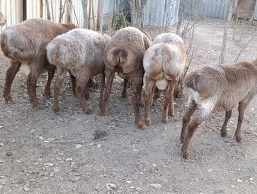 продажа щенков немецкой овчарки с документами в бишкеке: Продаю | Овца (самка), Ягненок, Баран (самец) | Полукровка | Для разведения | Ярка — 9