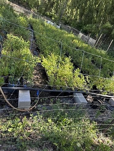 вишня ведро: Саженцы голубики в контейнерах - Профессионально выращенные кусты — 1