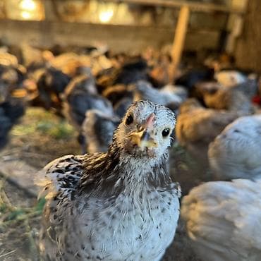 дакан цыпленок: Продаю | Цыплята | Для разведения — 1