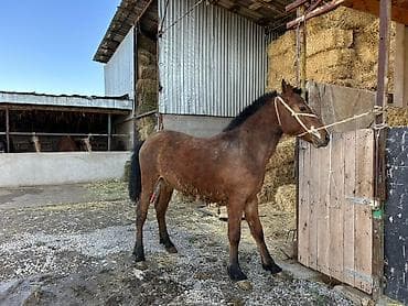 Собаки: Продаю | Жеребец | Рабочий — 3