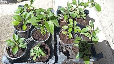 бу раковина с тумбой: Георгины — вегетативные низкорослые - Ассортимент: декоративные и — 5