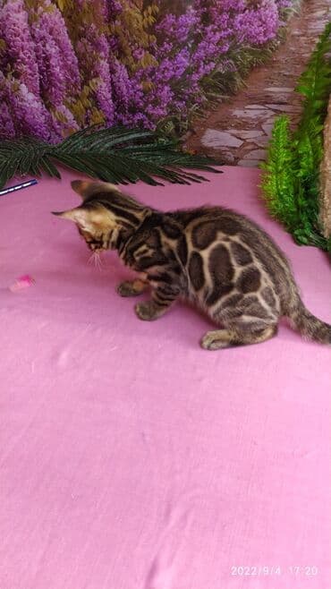 бенгальский леопардовый кот: Красивейшие Бенгальские котята с огромными розетками. Проф питомник — 16