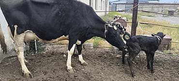 продам курей: Продаю | Корова (самка) | Для разведения, Для молока — 5