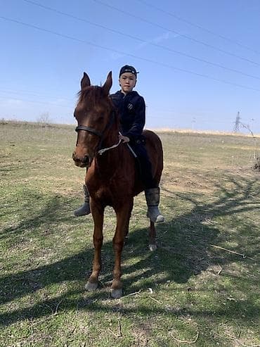 белый конь: Продаю | Кобыла (самка) | Полукровка | Для разведения — 1