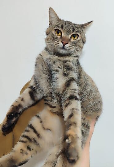 стерилизовать кота: Беспородная, 2 месяца, Девочка, Черепаховый, Приучена к лотку — 2