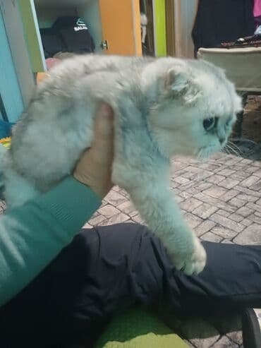 кошки без шерсти: Скотиш Фолд (Шотландская вислоухая), 1 год, Девочка, Белый, Приучена к лотку, Проглистована — 3