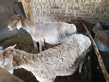 кант бараны: Продаю | Овца (самка) — 2