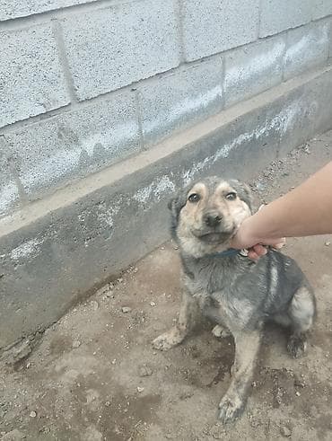 ош собаки: Собака среднего размера, дворняжка/метис. Окрас серо‑черный с — 1