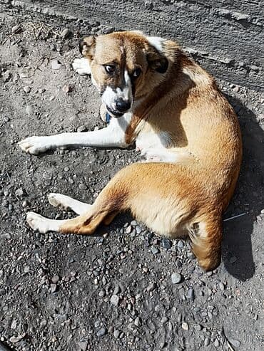 акустические системы vip колонка в виде собак: Породистая собака средних размеров с короткой шерстью. Окрас палевый с — 3