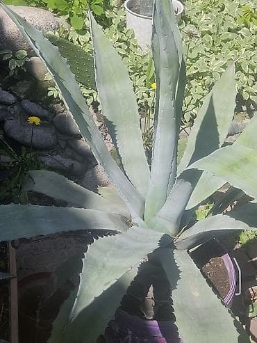 повторяющий кактус: Агава декоративная (несколько экземпляров) - Виды/формы — 2