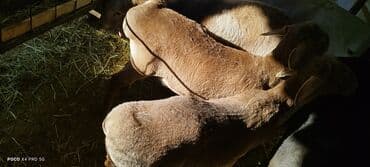 купить собаку для охоты: Продаю | Баран (самец) | На забой | Осеменитель — 3