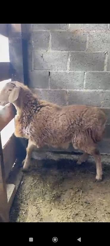 буудай баасы бишкек 2023: Сатам | Козу | Арашан | Көбөйтүү үчүн | Асыл тукумдуу — 1