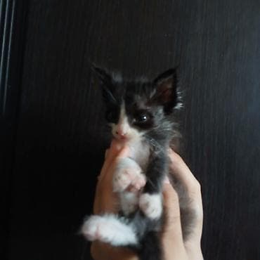 породистый кот: Котята, домашнего выращивания. - Порода: беспородные (домашние). - — 3