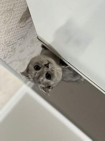 взять котика в добрые руки: Шотландская вислоухая кошка (Scottish Fold), окрас серебристый — 4