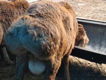 булдок ит: Продаю | Баран (самец) | Гиссарская, Арашан | На забой — 6