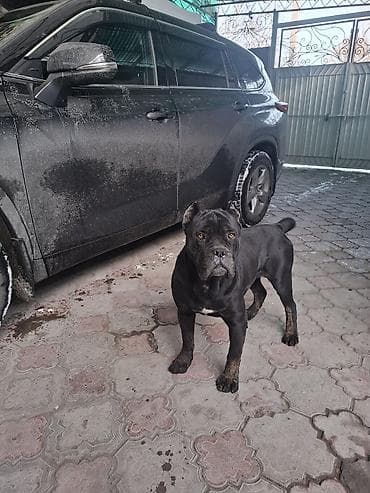 Порода: кане корсо (итальянский мастиф) Окрас: черный с небольшим