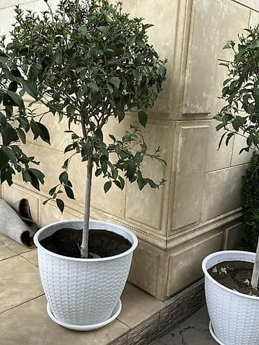 Декоративное деревце в кадке - Вид: вечнозелёное декоративное дерево