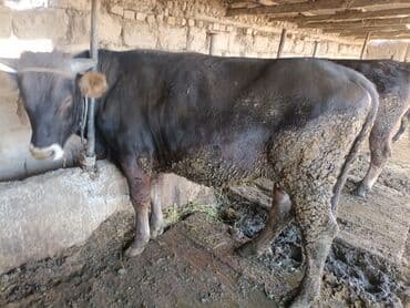 продам домик для кошки: Продаю | Бык (самец) | На откорм | Привязанные — 5