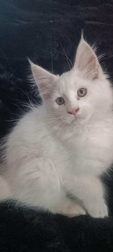 бишкек кошка: Мейнкуны ♥️♥️♥️ Продаётся Чистокровный, Эксклюзивный котик Мейн-Кун🥰 — 3
