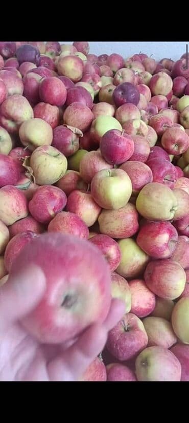 садовые цветы в бишкеке: Алмалар Дүңүнөн — 3